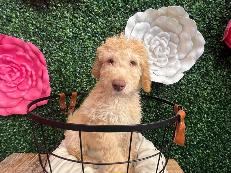 Goldendoodle 2nd Gen - 12908 Image #1