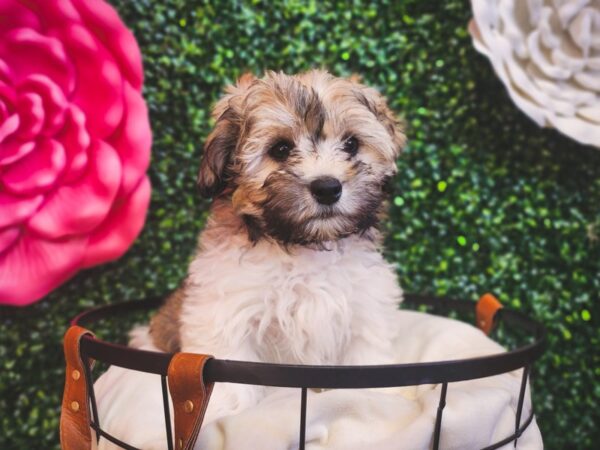 [#12926] Gold / White Male Maltipoo Puppies For Sale