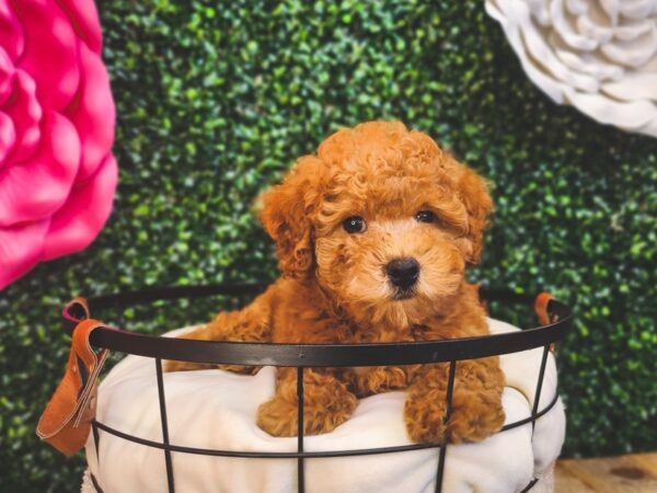 Cavapoo-Dog-Male-Red-12925-Petland Henderson, Nevada