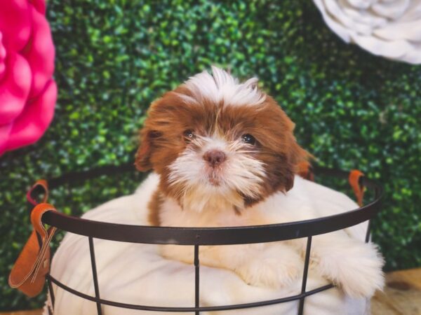 [#12922] Liver / White Male Shih Tzu Puppies For Sale