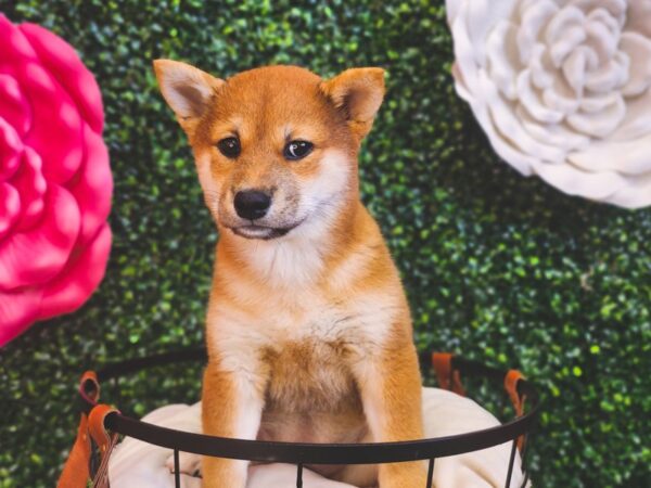 Shiba Inu-Dog-Female-Red Sesame-12921-Petland Henderson, Nevada