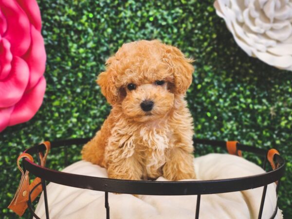 Poodle Dog Male Apricot 12920 Petland Henderson, Nevada