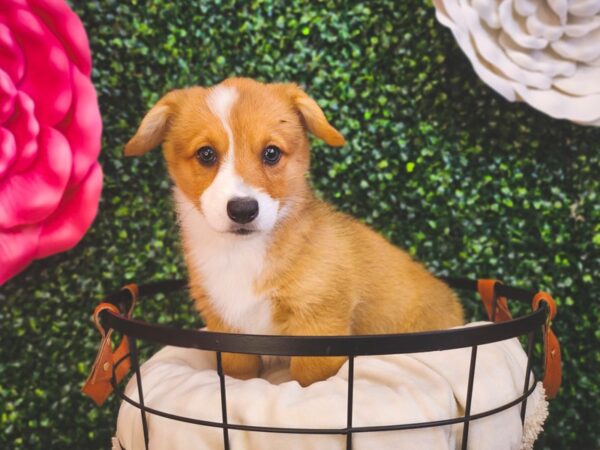 Pembroke Welsh Corgi Dog Female Sable / White 12919 Petland Henderson, Nevada