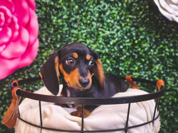 Dachshund Dog Female Black / Tan 12917 Petland Henderson, Nevada