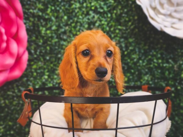 Dachshund Dog Male Red 12918 Petland Henderson, Nevada