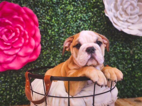 [#12915] Fawn Male English Bulldog Puppies For Sale