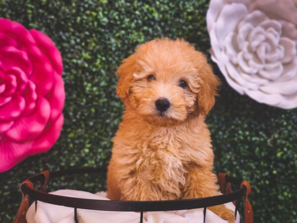 Mini Goldendoodle 2nd Gen Dog Male Golden 12927 Petland Henderson, Nevada