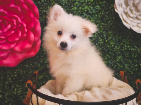 American Eskimo-Dog-Female-White-12928-Petland Henderson, Nevada