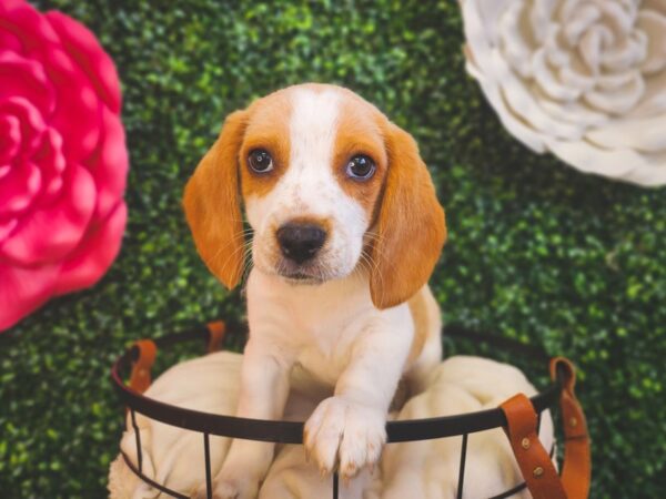 [#12929] Lemon and White Male Beagle Puppies For Sale