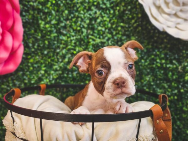 [#12914] Seal Brindle / White Male Boston Terrier Puppies For Sale