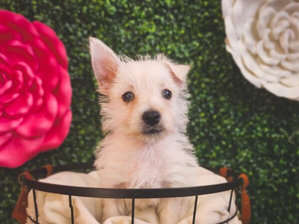 [#12930] White Female West Highland White Terrier Puppies For Sale