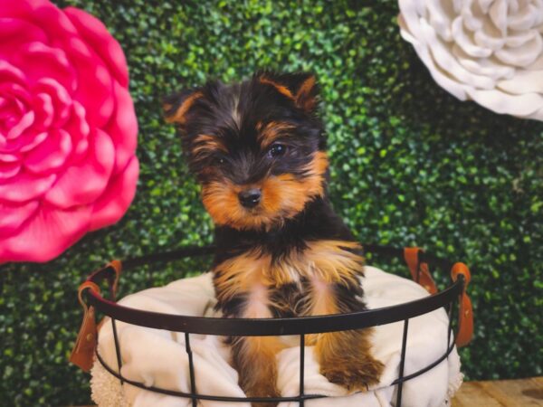 [#12923] Black / Tan Male Yorkshire Terrier Puppies For Sale