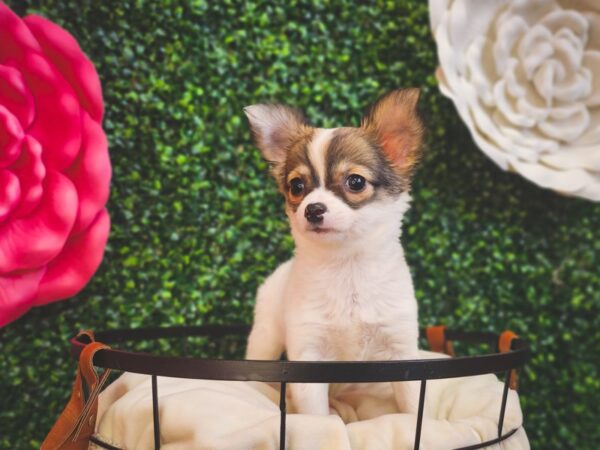 [#12916] Black Sabled Fawn Female Chihuahua Puppies For Sale