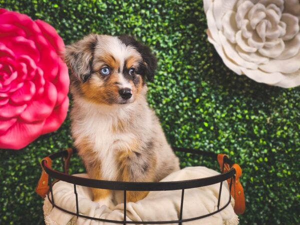 Miniature American Shepherd Dog Male Blue Merle 12934 Petland Henderson, Nevada