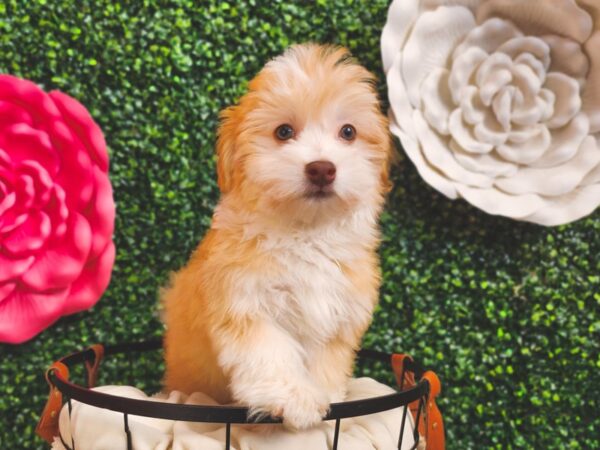 [#12933] Gold Male Havanese Puppies For Sale
