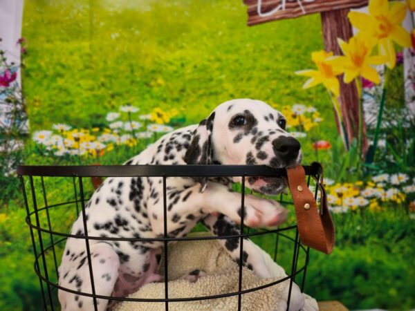 [#12822] White and Black Male Dalmatian Puppies For Sale