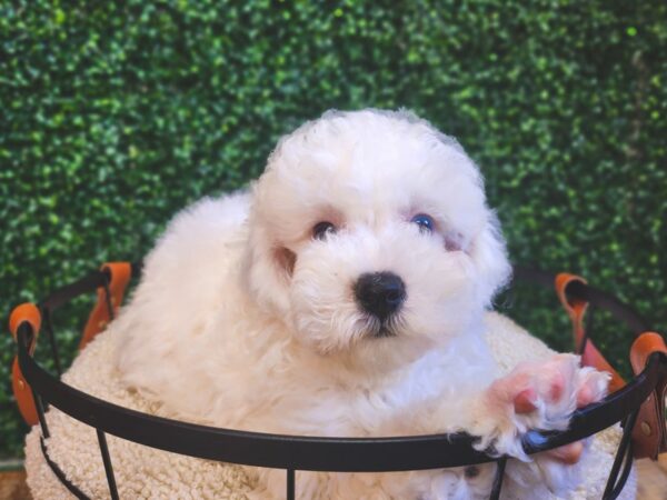 [#12865] White Male Poodle Puppies For Sale