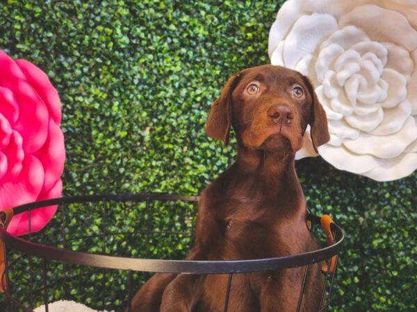 [#12844] Chocolate Male Labrador Retriever Puppies For Sale