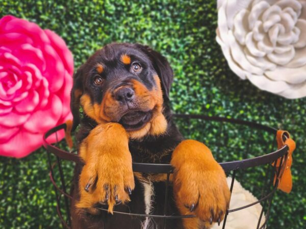 [#12882] Black / Mahogany Female Rottweiler Puppies For Sale
