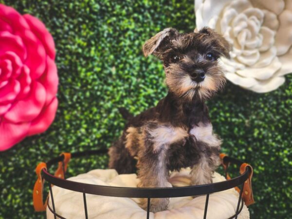 [#12888] Salt / Pepper Male Miniature Schnauzer Puppies For Sale