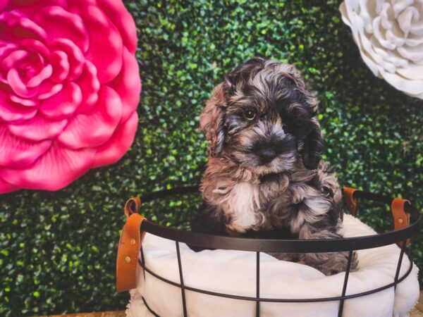 [#12891] Blue Merle Male Cock A Poo Puppies For Sale