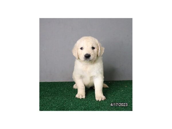 [#12913] Cream Male Golden Retriever Puppies For Sale