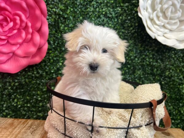 [#12906] White Male Coton De Tulear Puppies For Sale