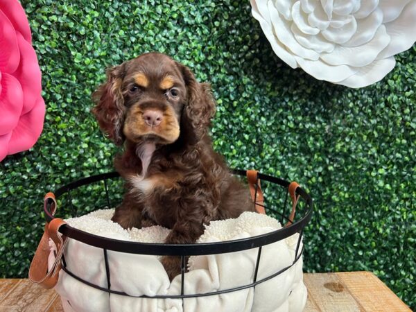 Cocker Spaniel Dog Female Brown / Tan 12909 Petland Henderson, Nevada