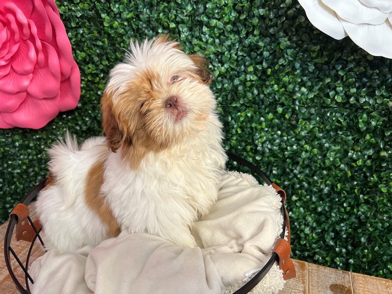 Shih Tzu - 12904 Image #1
