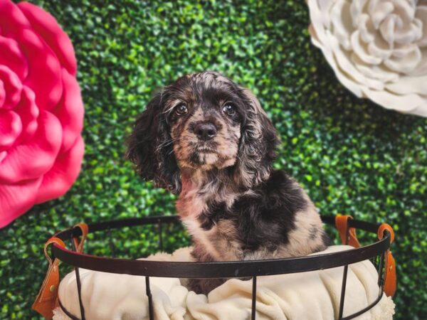 [#12932] Chocolate Merle Male Cocker Spaniel Puppies For Sale