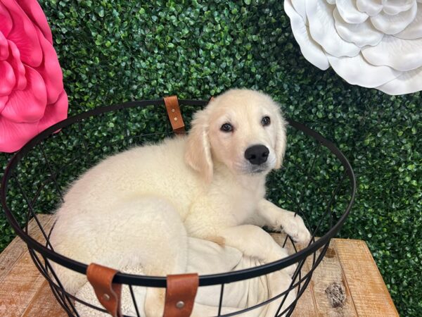 Golden Retriever Dog Male Cream 12913 Petland Henderson, Nevada