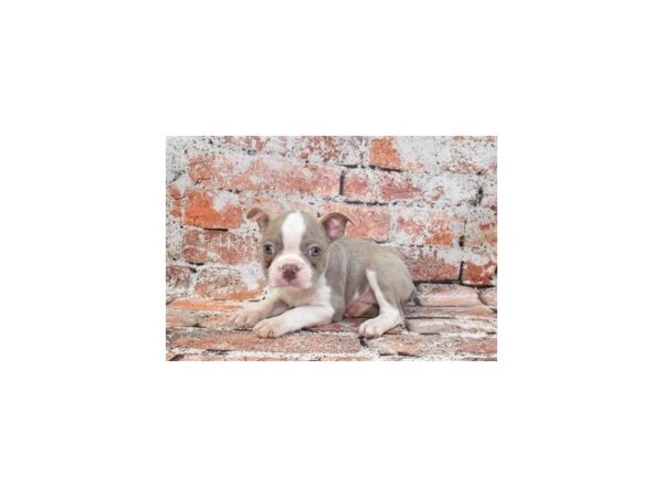 [#12937] Champagne Male Boston Terrier Puppies For Sale