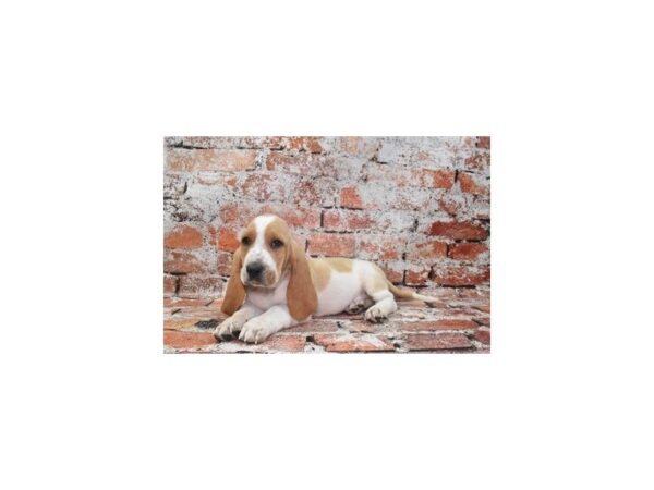 Basset Hound Dog Male Lemon and White 12935 Petland Henderson, Nevada