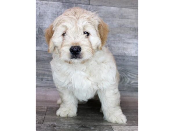 Goldendoodle Mini 2nd Gen-Dog-Male-Apricot-12949-Petland Henderson, Nevada