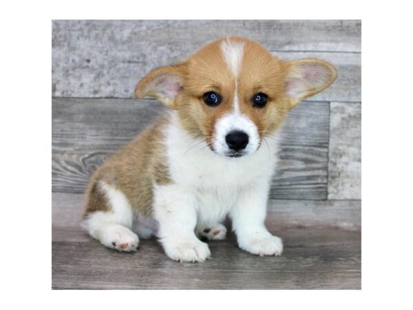 [#12945] Red / White Male Pembroke Welsh Corgi Puppies For Sale