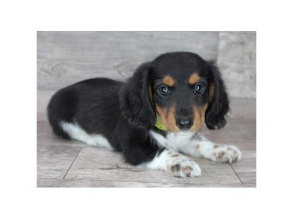 Dachshund Dog Male Chocolate / Tan 12943 Petland Henderson, Nevada