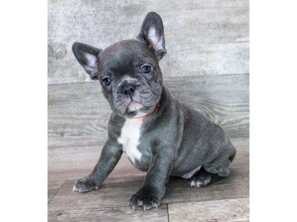 French Bulldog Dog Male Blue 12944 Petland Henderson, Nevada