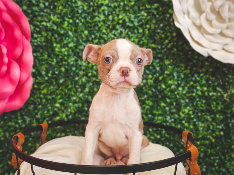 Dogs & Puppies For Sale Petland Henderson, Nevada