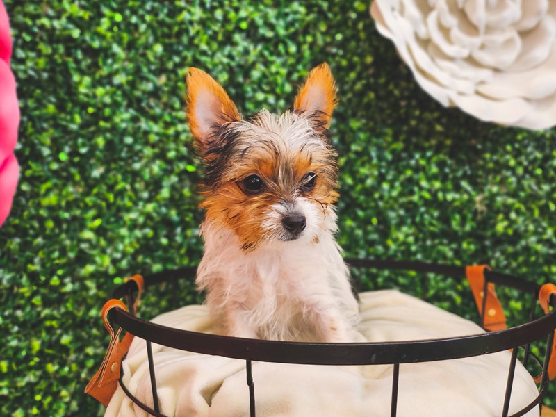 Available Pets Page 3 of 3 Petland Henderson, Nevada