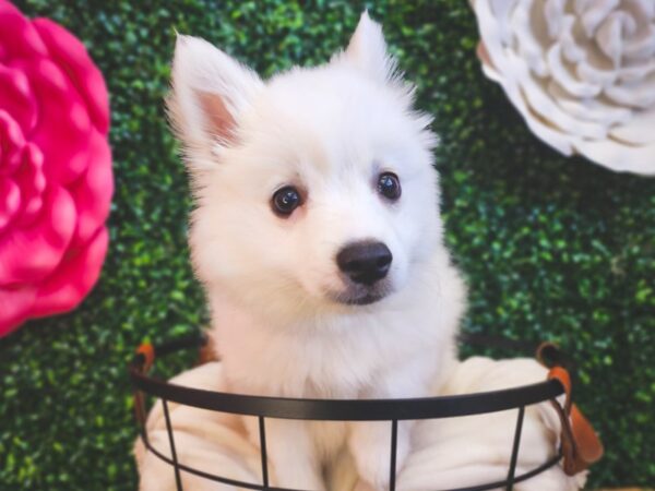 American Eskimo-Dog-Female-White-12952-Petland Henderson, Nevada