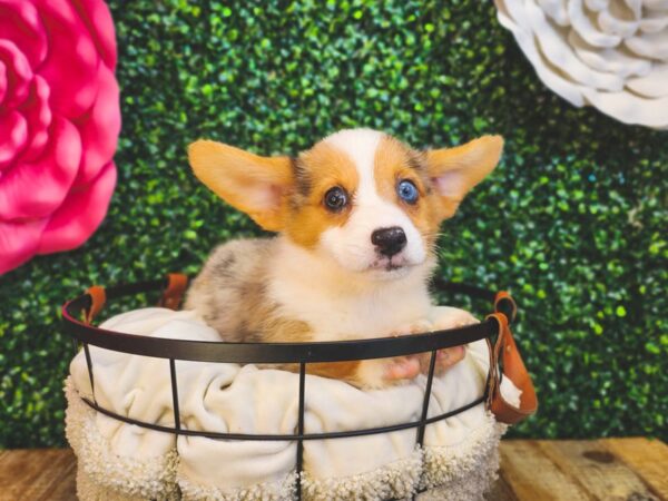 Cardigan/Pembroke Corgi-Dog-Male-Blue Merle-12959-Petland Henderson, Nevada