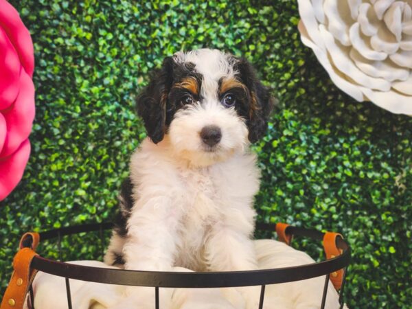 Miniature Bernedoodle 2nd Gen-Dog-Female-Black Tan and White-12955-Petland Henderson, Nevada