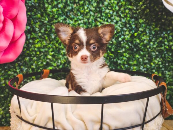 Chihuahua Dog Female Chocolate 12964 Petland Henderson, Nevada