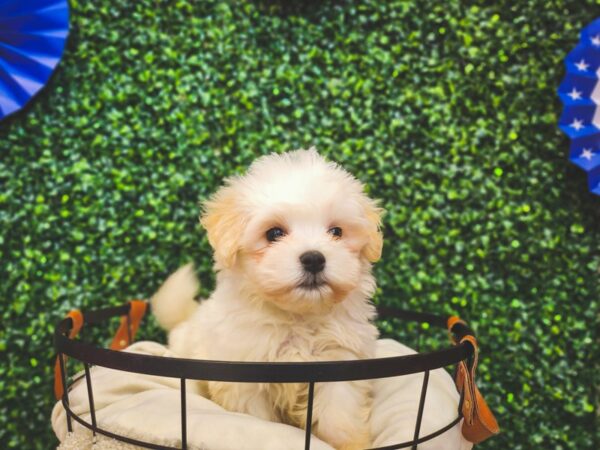 Havanese Dog Male White 12965 Petland Henderson, Nevada