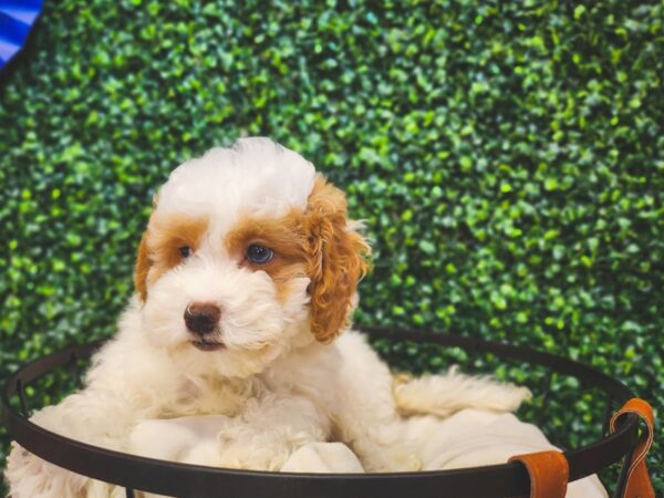 Cockapoo 2nd Generation-Dog-Female-Apricot-12967-Petland Henderson, Nevada