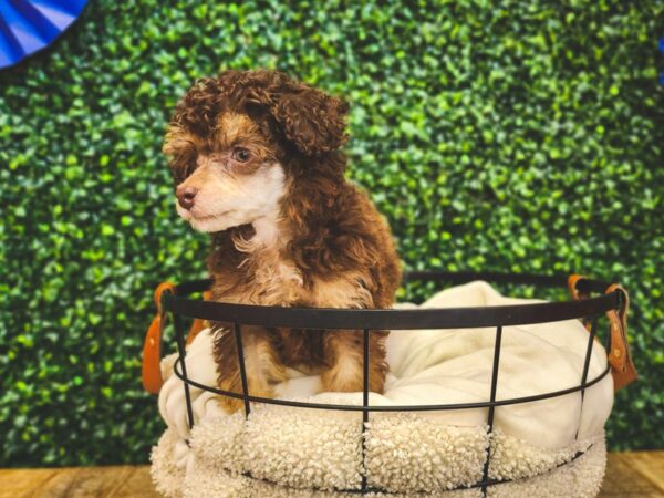 Poodle Dog Female Brown / Tan 12968 Petland Henderson, Nevada