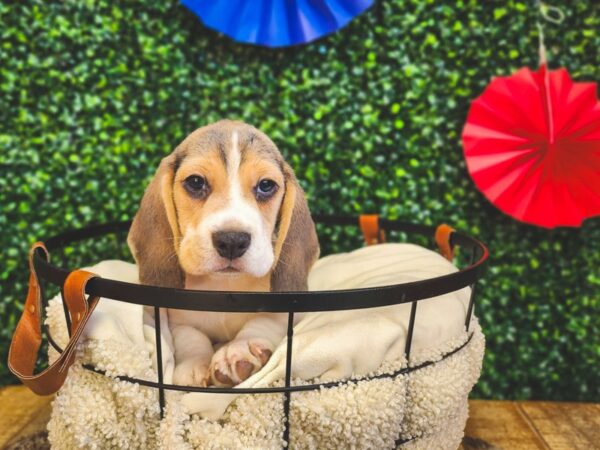 Beagle Dog Male Blue Tan / White 12975 Petland Henderson, Nevada