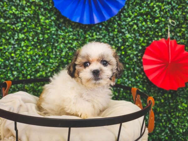 Teddy Bear Dog Female Gold / White 12978 Petland Henderson, Nevada