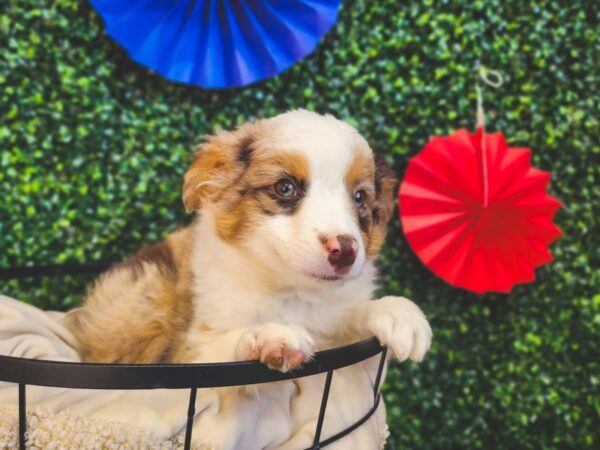 Miniature Australian Shepherd Dog Male Red 12979 Petland Henderson, Nevada