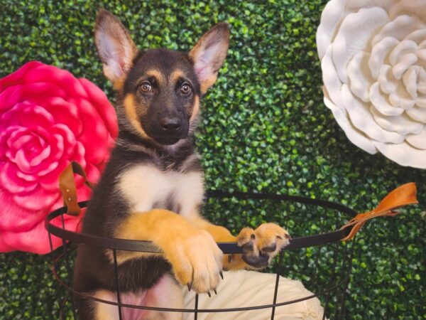 German Shepherd Dog Female Black and Tan 12953 Petland Henderson, Nevada